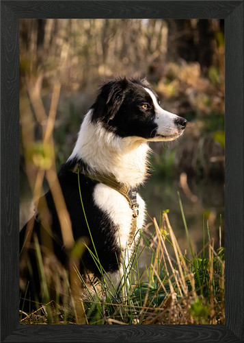 Border collie framed wall - wall, art