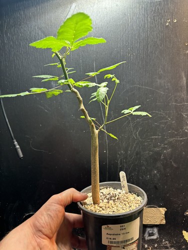 Last one rare bursera - one,