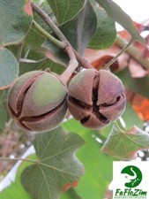 African gum snot apple - gum, seeds