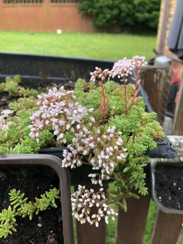 10x succulent sedum - 10x,