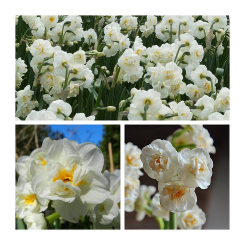Daffodil bridal crown - daffodil, flower