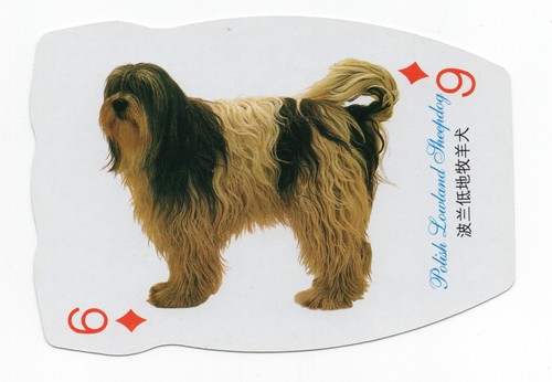 Polish lowland sheepdog - polish,
