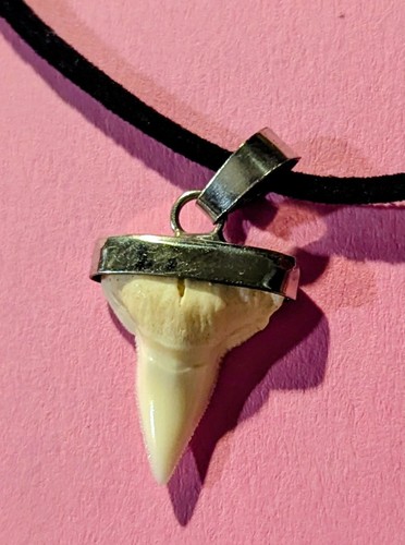 Genuine mounted shark - genuine, tooth