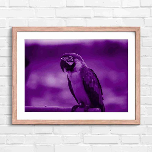 Blue and gold - macaw, bird