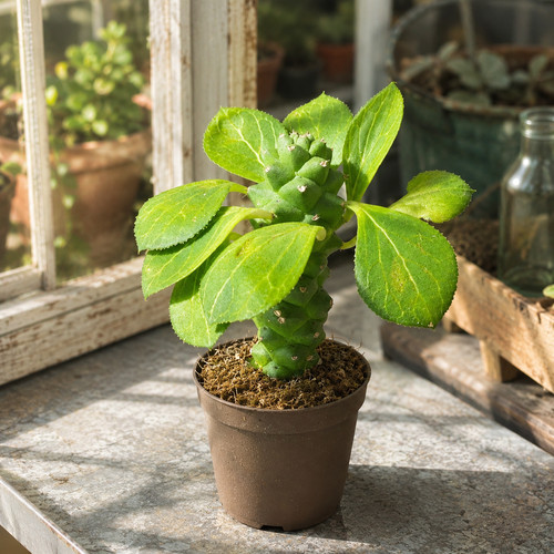 Euphorbia ritchiei 6cm pot - euphorbia,