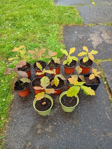 Sessile oak tree saplings - 5x,