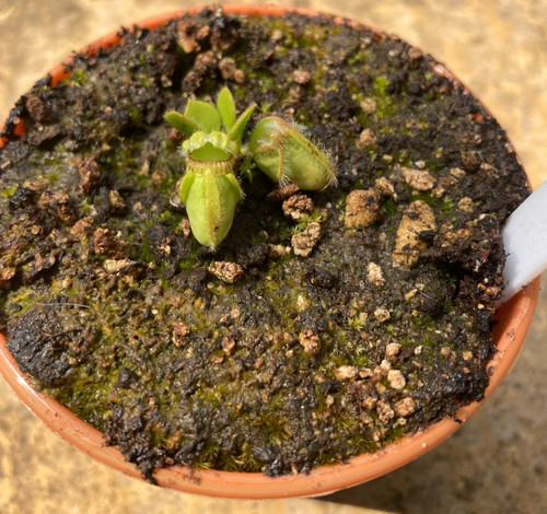 Cephalotus follicularis big - cephalotus,