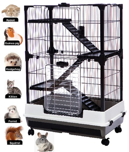 Tiers indoor guinea pig - indoor,