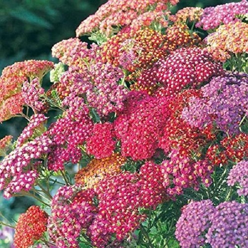 Achillea millefolium summer - achillea, 'summer