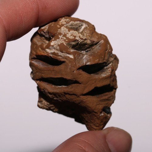 Metasequoia pine cone - cone,