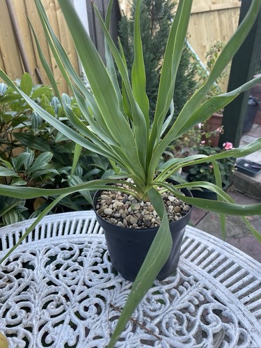Yucca plant pic actual - yucca, plant,
