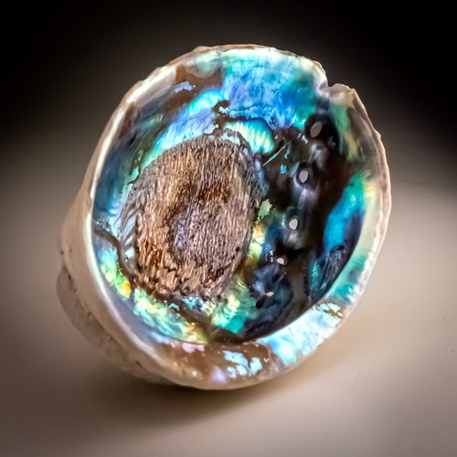 Pāua abalone shell - shell, haliotis