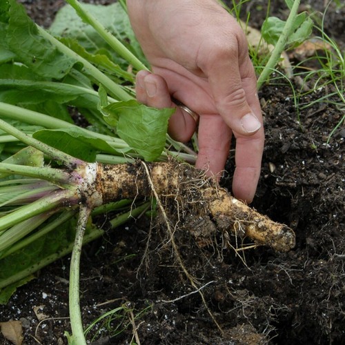 Horseradish jumbo plug - jumbo,