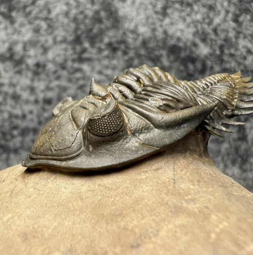 Metacanthina issoumourensis