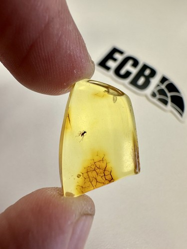 Baltic amber with mosquito - amber,