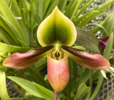 Paphiopedilum mastersianum, orchid species from Papua New Guinea, lovely flowers