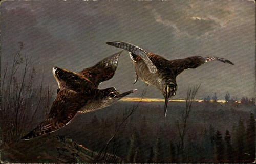 Flying birds postcard - birds,