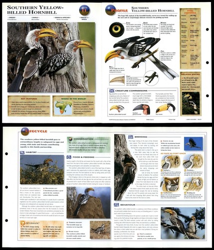 Southern yellow billed - southern, yellow-billed