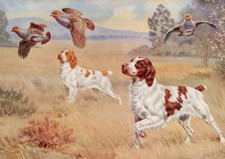 BRITTANY SPANIEL CHARMING DOG