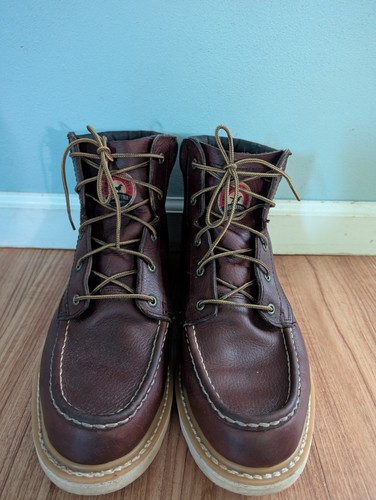 Irish setter red wing - irish,