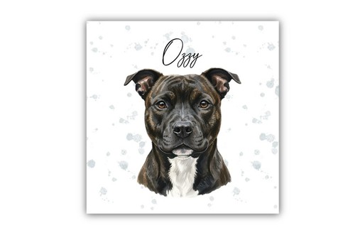 Staffordshire bull terrier - staffordshire,