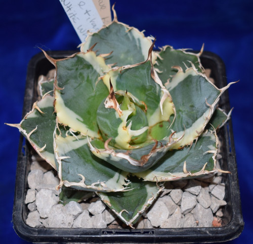 Rare variegated agave - ~rare,