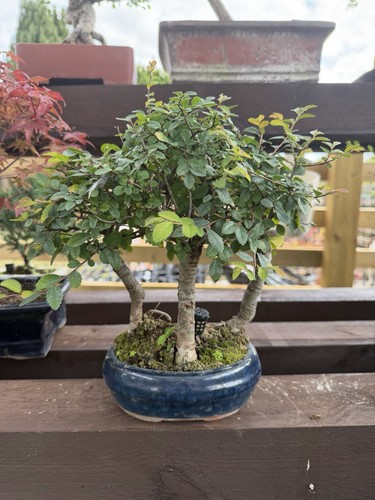 Chinese elm bonsai - elm,