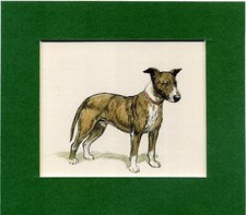 ~ Bull Terrier ~ Hand Coloured Print K F Barker  Genuine Vintage 1938