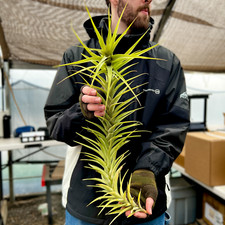 Latifolia Caulescent Air Plant