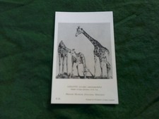 ANIMALS GIRAFFE British Museum