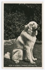 Pyrenean mountain dog old - pyrenean,