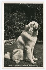 NAMED PYRENEAN MOUNTAIN DOG OLD DOG PHOTO POSTCARD