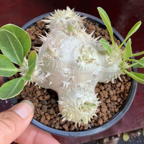 6cm succulent cactus plant - succulent,