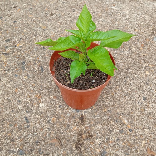 Natural home grown chilli - natural,