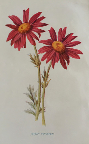Antique print showy feverfew - antique,