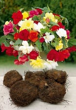 MIXED PENDULA BEGONIA TRAILING