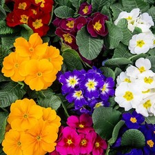 Polyanthus Large Flowered Mix