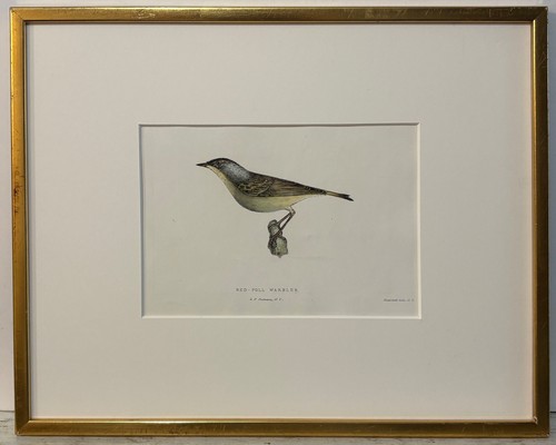 Antique bird print red - bird,