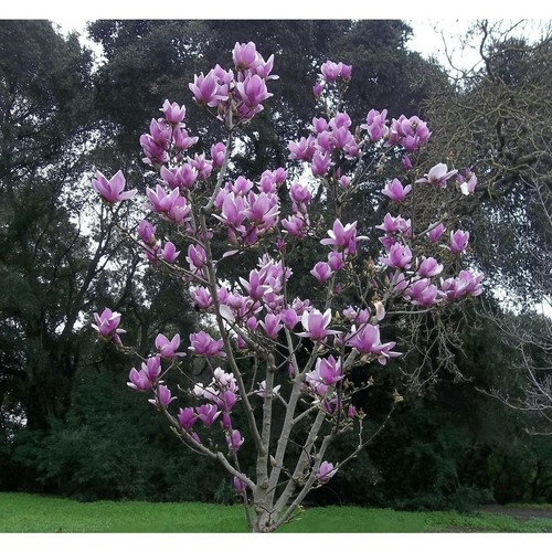 Purple magnolia seeds - seeds, yulan