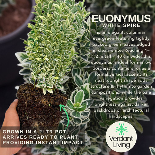 Large plant euonymus - large,