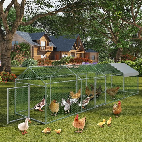 Walk in hen - hen, run