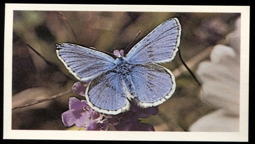Tobacco card doncella - tobacco, card,