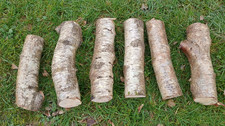 Birch wood logs silver birch