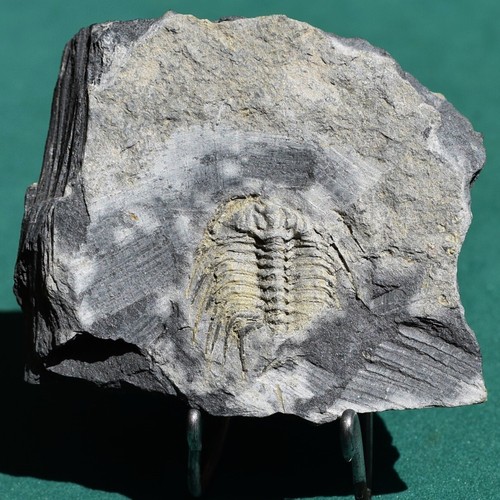 Trilobite leonaspis - trilobite,,