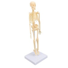 Human skeleton model - ˜human,