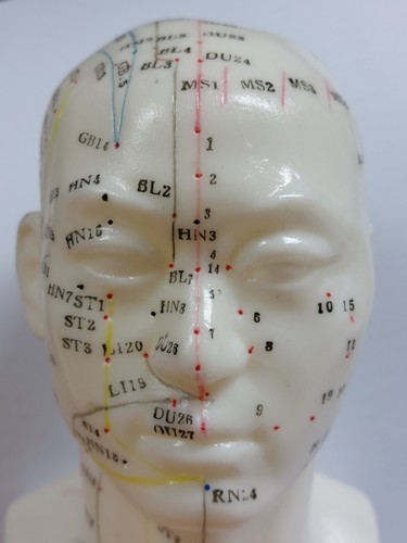 Acupuncture human head model - acupuncture,