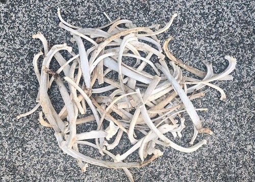 Sheep rib bones taxidermy - rib,