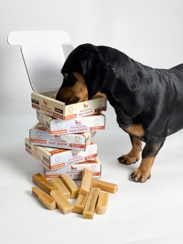 Himalayan yak milk dog - milk,