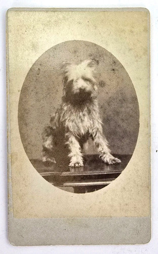 Rare antique cdv photo - cdv,