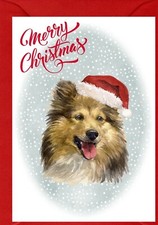 Shetland Sheepdog / Sheltie